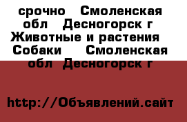 срочно - Смоленская обл., Десногорск г. Животные и растения » Собаки   . Смоленская обл.,Десногорск г.